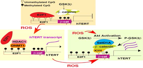 ROS를 통한 TERT up-regulation 모식도