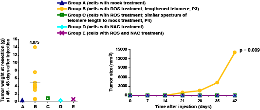 각 세포 집단을 주사한 nude mice의 tumor incidence (왼쪽)와 tumor latency (오른쪽) 분석 그림
