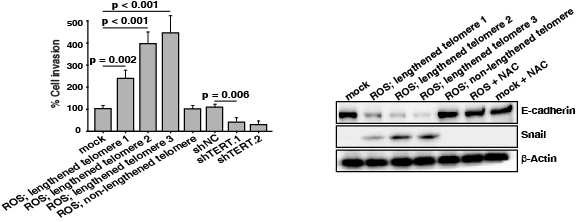 종양으로부터 분리한 세포를 이용하여 invasion assay (왼쪽)와 immunoblot assay를 수행 (오른쪽)한 그림