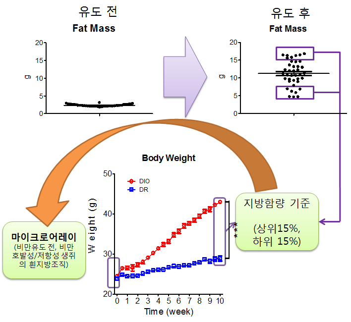 총40마리 C57BL/6 생쥐 중지방함량(Fat mass)을 기준으로 비만-호발성/저항성 생쥐를 선정한후 비만유도 전 얻은 흰지방조직을 이용하여 마이크로어레이를 시행함.