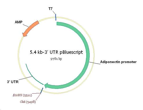 Adiponectin promoter를 이용한 Plasmid 제작에 대한 계략도