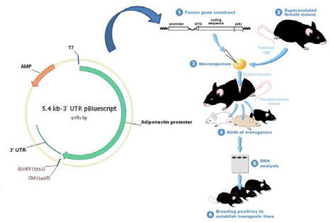 Gpx3를 흰지방세포-특이적으로 발현시키기 위해서 adiponectin promotor를 포함한 과발현 vector에 삽입하여 형질변환 생쥐를 제작함.