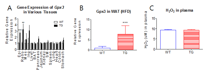 A) 다양한 조직에서의 Gpx3 유전자의 발현량 조사: 부고환지방(Epi)과 복막후지방(Retro)에서만 Gpx3 유전자의 과발현을 관찰할 수 있음. 그 외 조직에서는 Gpx3의 유전자 발현량이 대조군과 실험군관의 차이가 유의한 차이가 없음. B) 고지방식이(60% 지방함유)를 이용하여 비만유도한 후 흰지방조직에서의 Gpx3 유전자 발현량 조사결과. 비만유도후에도 Gpx3 tg에서의 Gpx3 유전자 과발현이 관찰됨. C) 고지방식이로 비만 유도 후 혈중 과산화수소(H2O2) 농도를 측정한 결과, 실험군과 대조군사이의 유의한 차이가 없음