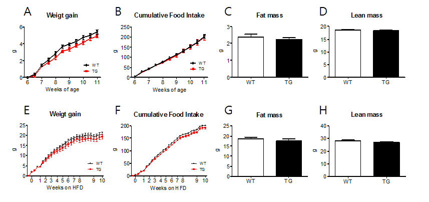 A, B) 정상식이 섭취 시 AT Gpx3 tg 생쥐와 wild-type 생쥐간의 체중변화량 및 식이섭취량 변화가 없음. C, D) 정상식이 섭취 시 AT Gpx3 tg 생쥐의 지방량(C)과 근육량(D)을 분석한 결과 차이가 없음. E, F) 고지방식이 섭취 시 AT Gpx3 tg 생쥐와 wild-type 생쥐간의 체중변화량 및 식이섭취량 변화가 없음. G, H) 지방식이 섭취 시 AT Gpx3 tg 생쥐의 지방량(G)과 근육량(H)을 분석한 결과 차이가 없음