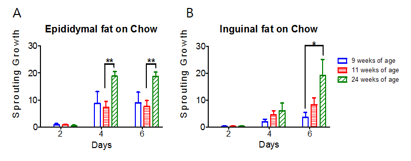 나이별 흰지방조직 혈관생성력 평가,Chow를 섭취시킨 생쥐가 9, 11, 24 주령이 될 때 지방조직을 얻어 실험을 진행함.