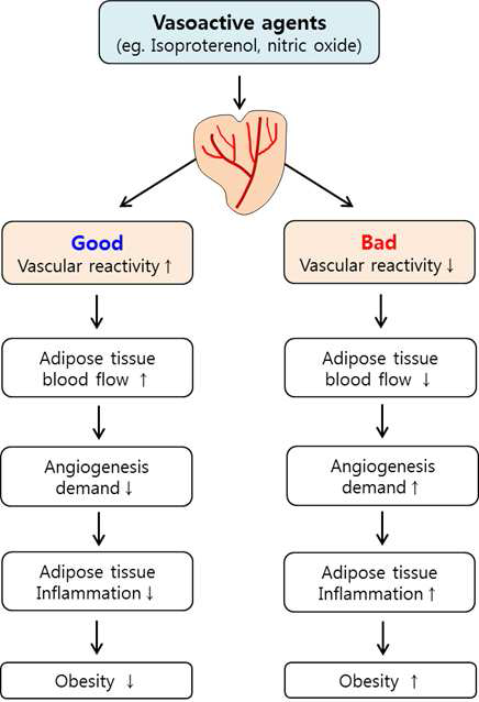 흰지방조직 내 혈관 반응성이 비만발달에 미치는 영향에 관한 연구 가설 개념도