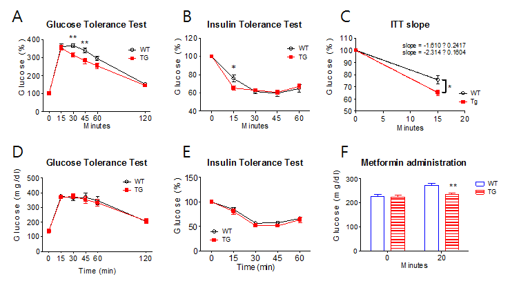 A, B, C) 정상식이 섭취 중 혈당내성검사(A)와 인슐린내성시험(B), 30분과 45분에서 Gpx3 tg의 혈당농도가 감소하였음. 또한 인슐린내성시험 결과 대조군과 비교하였을 때 인슐린 주입후 15분에서 유의하게 Gpx3 tg 생쥐군이 혈당이 낮아지는 것을 관찰함. D, E) 고지방식이 섭취로 비만 유도 후 경구혈당 내성검사(D)와 인슐린내성검사(E) 결과 모두에서 유의한 차이를 보이지 않음. F) 당뇨약은 metformin 투여후 혈당을 비교한 결과, 실험군(Gpx3 tg)에서 유의하게 혈당이 감소됨을 관찰함