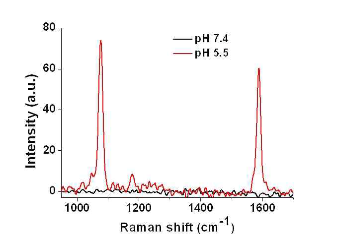 지능형 금나노 입자와 4-MBA 복합체의 pH 7.4 및 pH 5.5 에서의 라만산란 스펙트럼