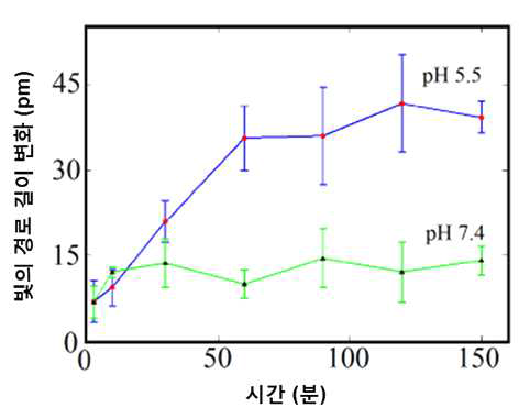 pH 7.4 완충용액 (녹색)와 pH 5.5 용액 (청색)에서의 시간에 따른 빛의 경로 길이 변화 그래프