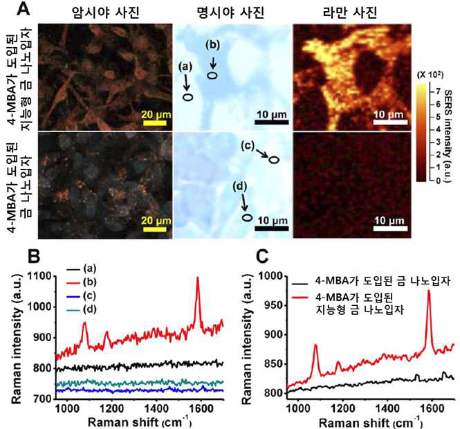 (A) 4-MBA가 도입된 지능형 금 나노 입자와 4-MBA로 표면 개질된 금 나노 입자를 B16F10 세포와 같이 배양시킨 뒤 측정한 암시야 (첫 번째 열), 명시야 (두 번째 열), 라만 (세번째 열) 사진. (B) 명시야 사진에서 화살표로 표시된 지점에서 측정한 라만 신호 (C) 전체 샘플 영역에서 측정한 평균 라만 신호