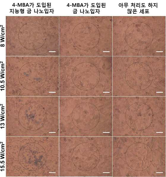 4-MBA가 도입된 지능형 금 나노 입자와 같이 배양시킨 B16 F10 세포 (왼쪽 열), 4-MBA로 표면 개질된 금 나노 입자와 같이 배양시킨 B16 F10 세포 (중간 열), 아무처리도 하지 않은 B16 F10 세포 (오른쪽 열)의 광열치료. 원은 레이저 조사 위치를 나타내고 축적 자는 100 μm 임.