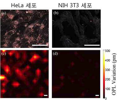 지능형 금 나노 입자와 같이 배양시킨 HeLa 세포, NIH 3T3 세포의 암시야 현미경 사진 (a, b) 및 광열-위상민감 광간섭단층영상 사진 (c, d).