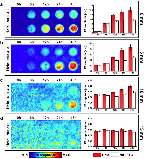 지능형 금 나노 입자를 다양한 시간 (0, 6, 12, 24, 48h)으로 처리한 HeLa and NIH 3T3 세포 팬텀을 다양한 깊이 (0 (a), 6 (b), 12 (c), 24 (d), 48 (d))에서 측정한 광음향 사진 및 광음향 신호 그래프.