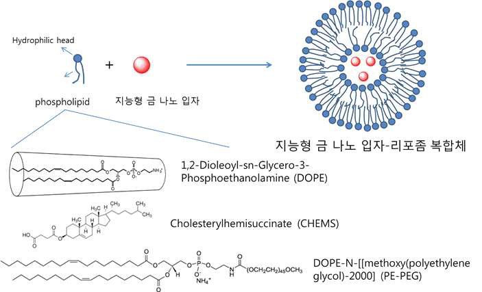 지능형 금 나노 입자-리포좀 복합체 형성 모식도