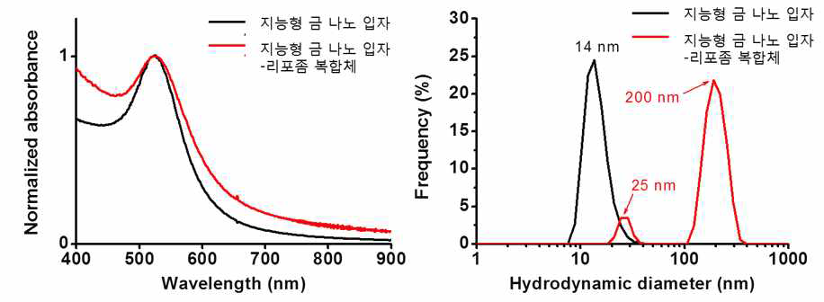 지능형 금 나노 입자 (흑색)와 지능형 금 나노 입자-리포좀 복합체(적색)의 흡광 스펙트럼 (왼쪽)와 수화 크기 분포 그래프 (오른쪽)