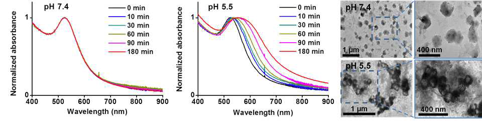 pH 7.4 완충용액 (왼쪽)과 pH 5.5 완충용액 (중간)에서 지능형 금 나노 입자-리포좀 복합체의 흡광 스펙트럼, pH 7.4 (위쪽)와 pH 5.5 (아래)에서 2시간 후의 측정한 지능형 금 나노 입자-리포좀 복합체의 투과 전자 현미경 사진 (오른쪽)