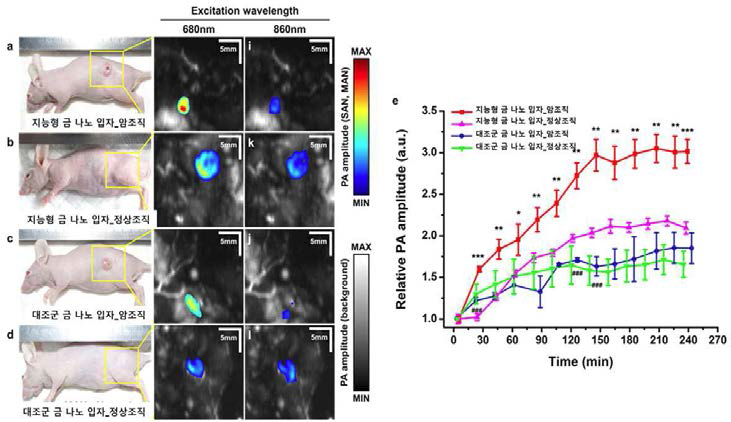 지능형 금 나노 입자와 대조군 금 나노 입자의 암조직 및 정상조직에서의 광음향 영상 사진 (왼쪽) 및 시간에 따른 각각의 광음향 신호 변화 그래프 (오른쪽).