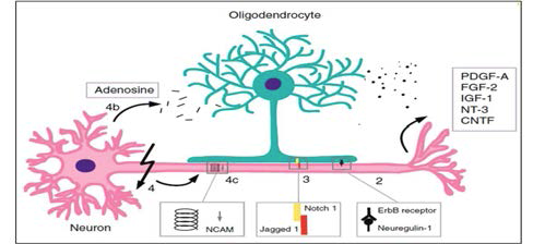 신경세포에서 분비되는 각종 신경조절물질들에 의한 희소돌기아교세포의 분화 및 수초화조절
