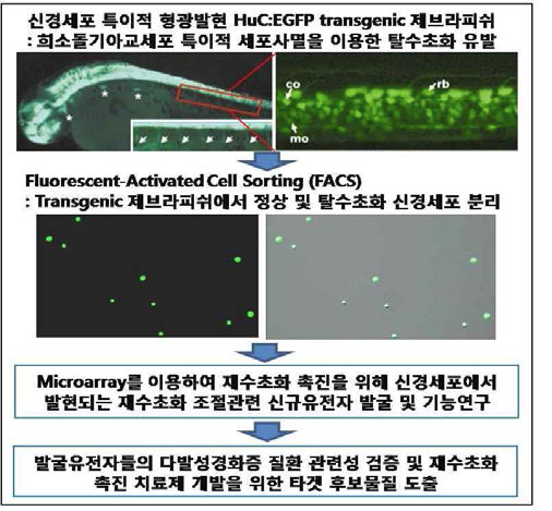 신경세포에서 분비되는 재수초화 조절관련 신규 유전자 발굴 및 기능연구를 위한 본 연구과제의 연구계획