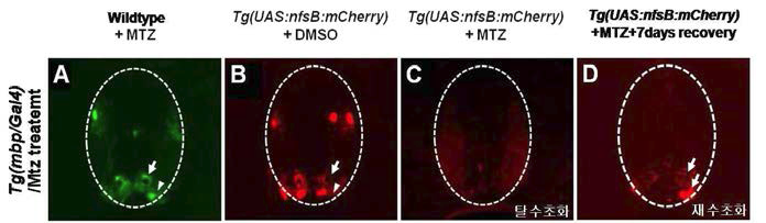 희소돌기아교세포 특이적 nfsB 발현 transgenic에 MTZ를 처리하여 주면 wt에서 형광을 발현하던 수초(A)가 탈수초화되어 사라짐을 확인함(C). 하지만 DMSO를 처리한 control에서는 형광발현 수초가 정상적으로 관찰됨(B)을 확인함. 탈수초화 동물에서 MTZ를 제거한 후 1주일간 회복기간을 거치면 다시 수초가 재생되어 재수초화 되고 있음을 확인함(D).