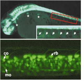 신경세포 특이적으로 EGFP 형광을 발현하는 HuC:EGFP transgenic 제브라피쉬의 사진