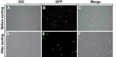 Transgenic 제브라피쉬에서 FACS를 이용한 형광발현 세포의 분리 (A-C) 희소돌기아교세포 특이적 형광발현 동물모델에 단백질분해효소 처리를 통하여 세포들을 서로 분리한 사진. (D-F) 분리된 전체 세포들을 대상으로 FACs 방법을 사용함으로서 형광을 발현하는 희소돌기아교세포만을 분리한 사진.