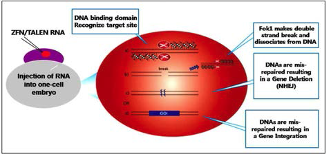 ZFN/TALEN 기술을 이용한 Knock-out 제브라피쉬의 제조.