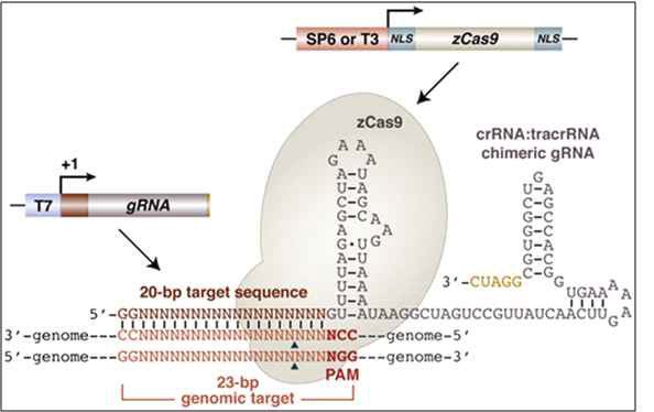 제브라피쉬에서 CRISPR/Cas9 시스템을 이용한 유전자 knock-out 전략