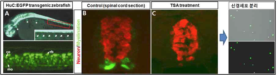 신경세포 특이적 형광발현 형질전환 제브라피쉬와 TSA처리를 통한 탈수초화 유발