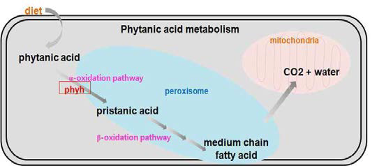 Phytanic acid 생합성 과정에서의 Phyh 단백질의 기능.