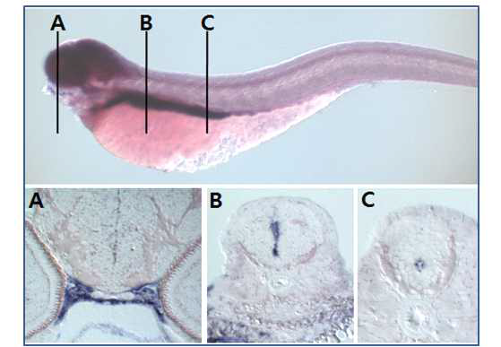 제브라피쉬 중추신경계에서 wholemout in situ hybridization을 이용한 phyh 유전자의 발현패턴 규명.