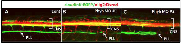 phyh 유전자의 loss-of-function에 의한 말초신경계 수초화 감소 확인
