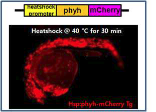 hsp70:phyh-mcherry transgenic 제브라피쉬.