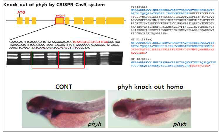 CRISPR/Cas9 시스템을 이용한 phyh 유전자 knock-out 제브라피쉬의 제조 및 확인