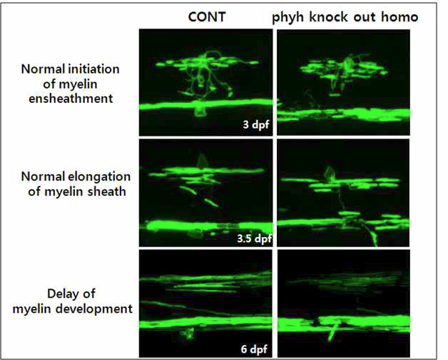 phyh homozyoe mutant와 대조군의 수초화 형성 비교