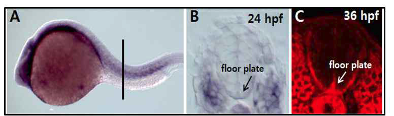 Whole-mount in situ hybridization에 의한 SerpinF1 유전자의 발현패턴 규명.