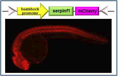 Hsp70:serpinF1-mcherry transgenic 제브라피쉬