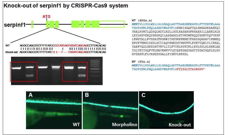 SerpinF1 knock-out 제브라피쉬의 제조 및 확인.