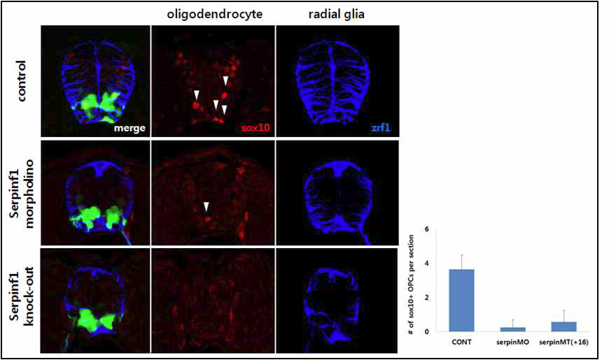 SerpinF1 knock-out 제브라피쉬 에서 oligodendrocyte 와 radial glia precuror의 생성 분석