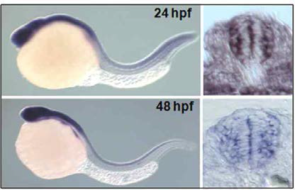 Wholemount in situ hybridization을 이용한 api5 유전자의 제브라피쉬 중추신경계 특이적 발현패턴 규명.