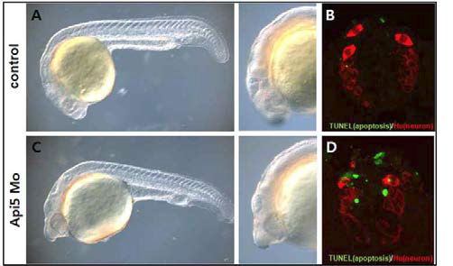 Api5 MO를 이용한 loss-of-function 연구.