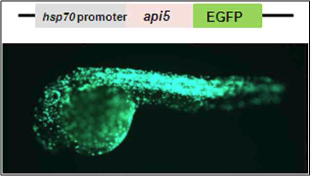 hsp70:api5-EGFP transgenic 제브라피쉬.