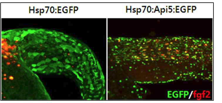 api5의 gain-of-function을 유도한 세포에서 fgf2 유전자의 변화