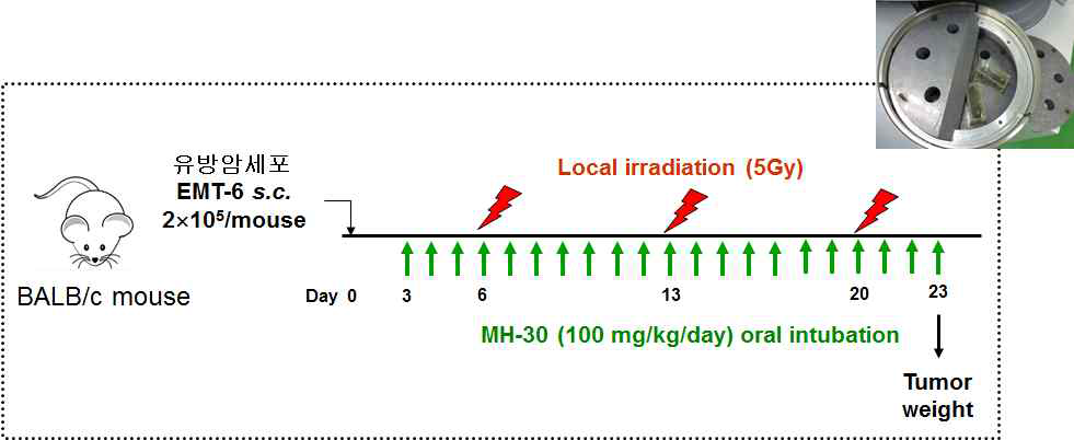 유방암세포(EMT-6) 이식 후 방사선 암치료 동물모델 실험 도식도