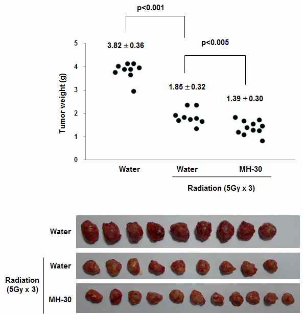 유방암세포 이식 후 방사선치료 동물모델에서 MH-30 병용투여에 의한 암조직 무게 감소 효과