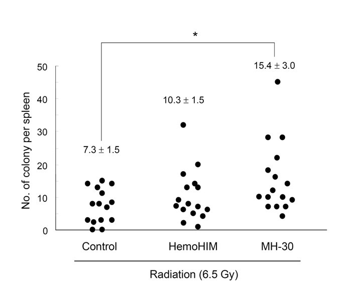 방사선조사 마우스에서 MH-30에 의한 조혈계 방호 및 재생성 증진 효능 검증 (endogenous spleen colony assay)