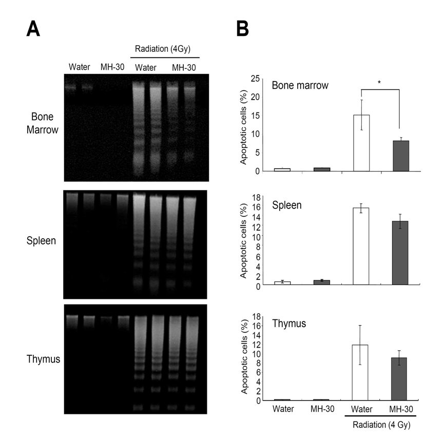 방사선에 의한 조혈계(골수, 비장, 흉선) 조직내 세포 사멸에 대한 MH-30의 경감 효능 검증