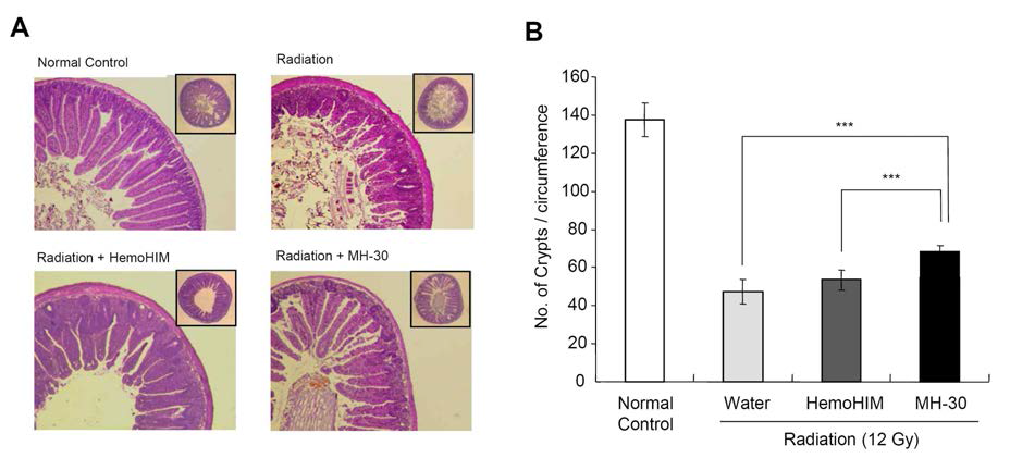 방사선에 의한 소장움 사멸에 대한 MH-30의 경감 효능 검증