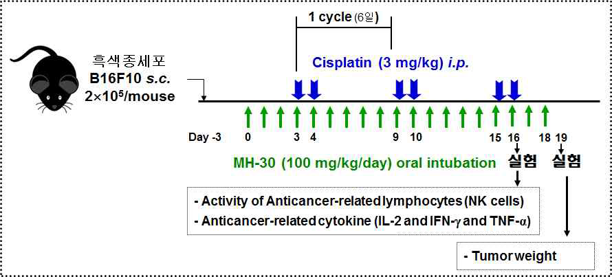 흑색종세포(B16F10) 이식 후 항암제(cisplatin) 암치료 동물모델 실험 도식도