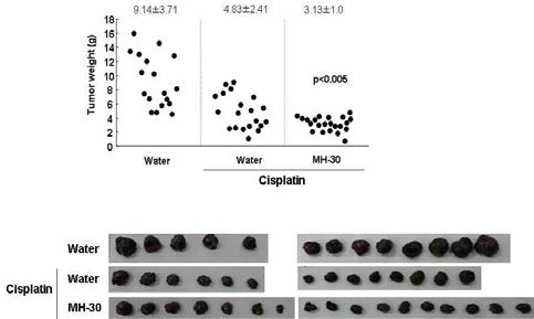 흑색종세포 이식 동물모델에서 항암제(Cisplatin)의 항암효과에 대한 MH-30의 증대 효과